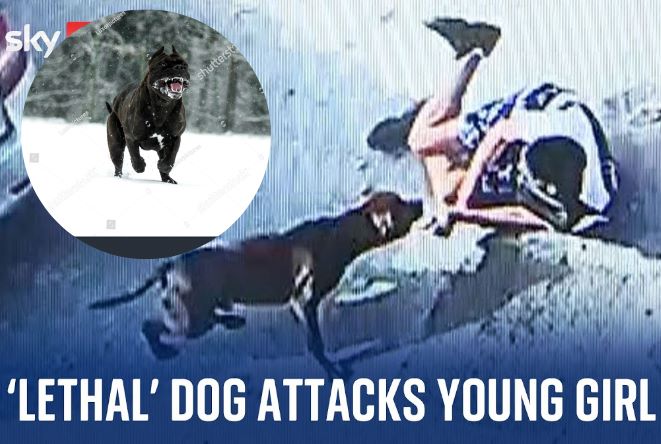 American Pitbull known as XL dogs has attacked and killed many