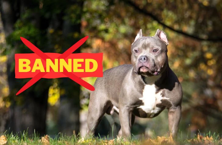 American XL Bully Dog Banned